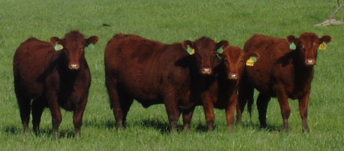 heifers08.jpg (326797 bytes)